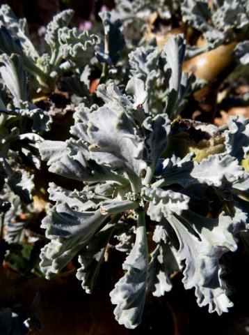 Pelargonium klinghardtense stem-tip leaves