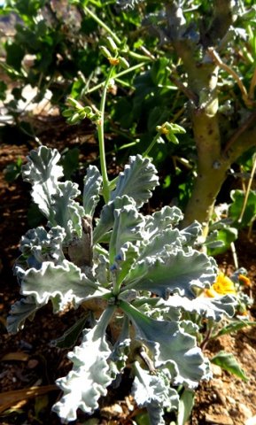 Pelargonium klinghardtense
