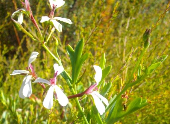 Pelargonium laevigatum