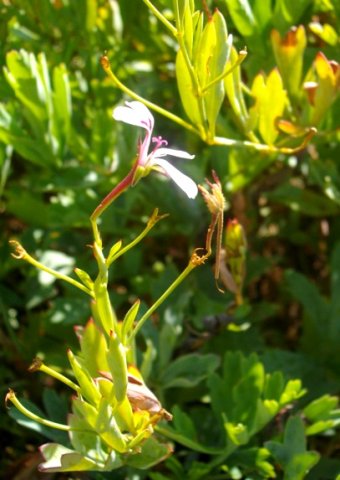 Pelargonium laevigatum flower