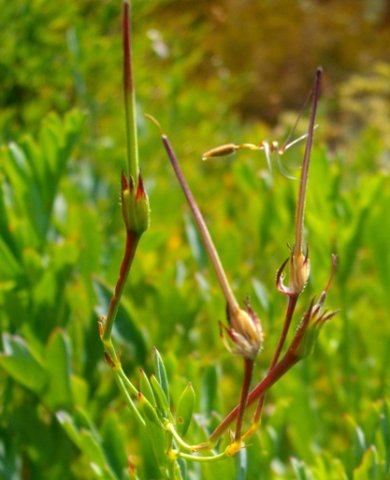 Pelargonium laevigatum fruit and seed