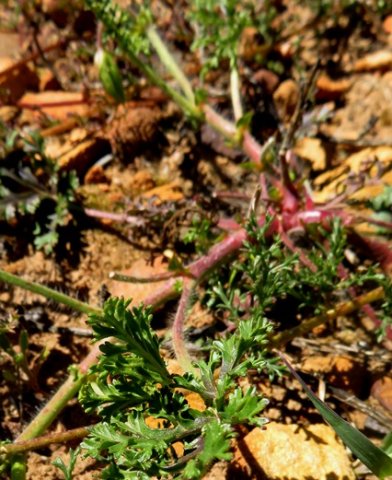 Pelargonium longicaule stems