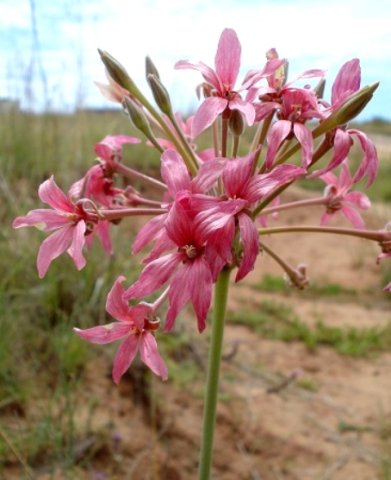 Pelargonium luridum