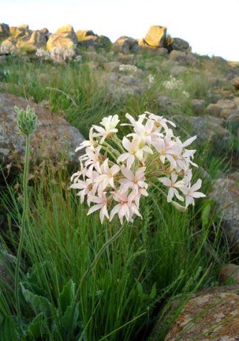 Pelargonium luridum in habitat