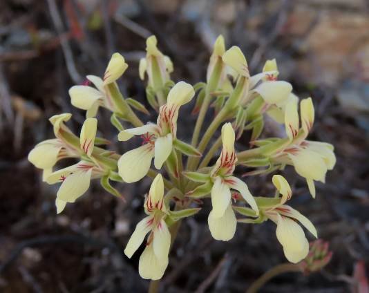 Pelargonium luteolum