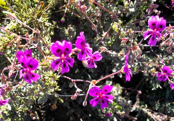 Pelargonium magenteum