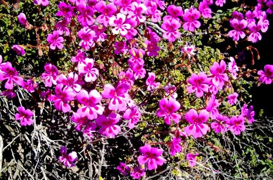 Pelargonium magenteum in many flower mode