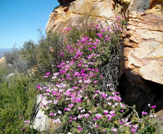 Pelargonium magenteum in the Ceres Karoo near the Katbakkies Pass