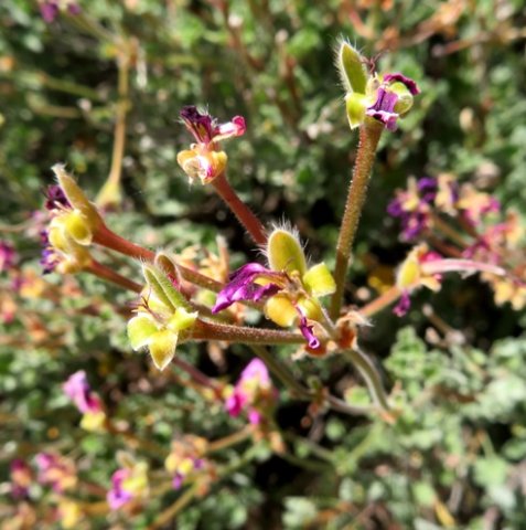 Pelargonium magenteum sepals dominant after blooming