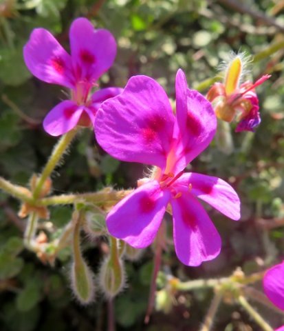 Pelargonium magenteum buds and flowers