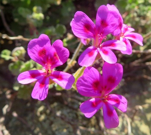 Pelargonium magenteum flowers