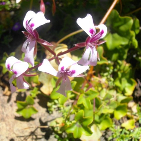 Pelargonium peltatum