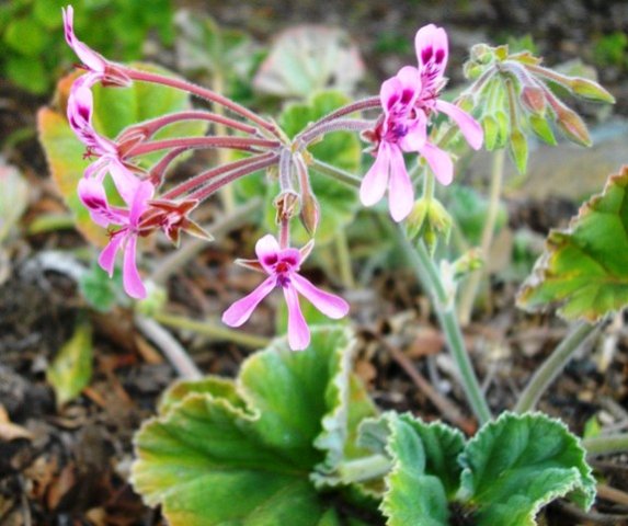 Pelargonium reniforme umbel