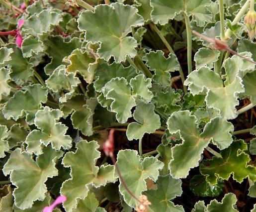 Pelargonium reniforme leaves
