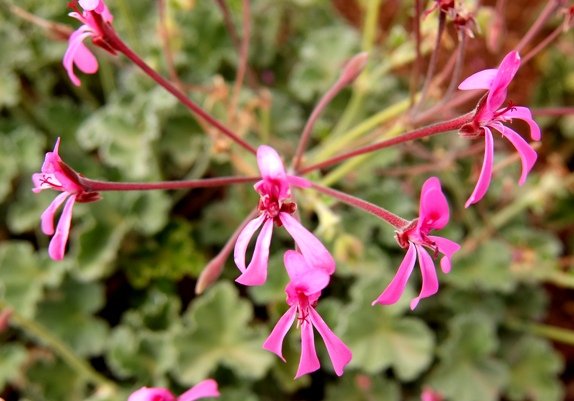 Pelargonium reniforme inflorescence