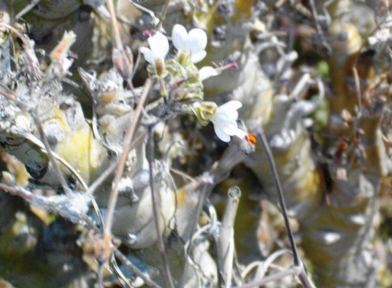 Pelargonium rotundipetalum