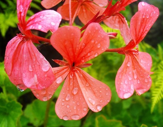 Pelargonium salmoneum