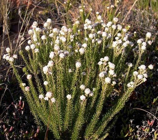Phylica lanata leaves and buds