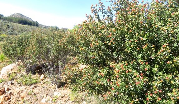 Phylica oleifolia fruit changing colour