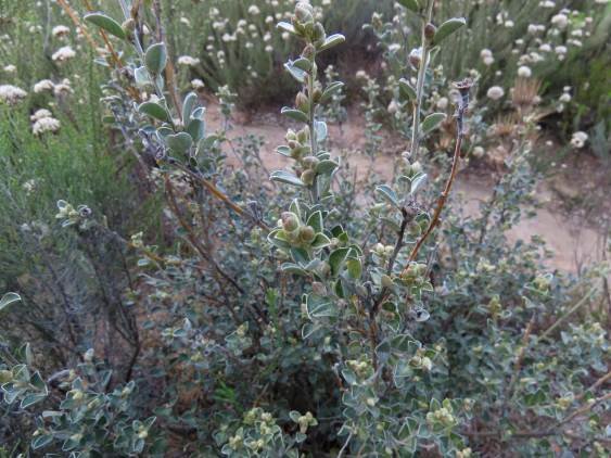 Podalyria burchellii leaves