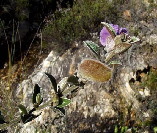Podalyria burchellii fruit pod