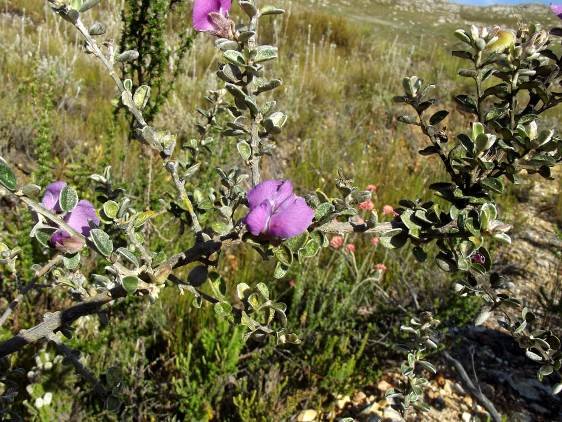 Podalyria burchellii