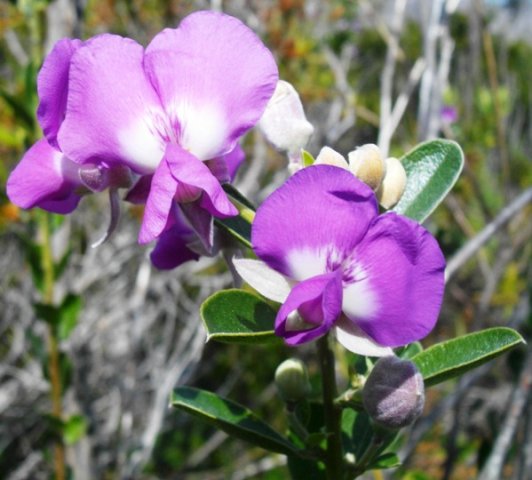 Podalyria calyptrata