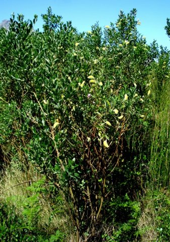 Podalyria calyptrata after flowering