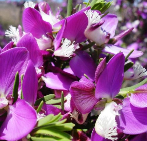Polygala teretifolia