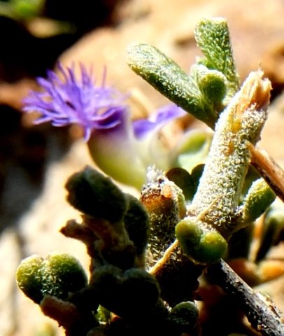 Polygala asbestina hairy leaves