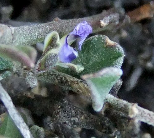 Polygala asbestina flower