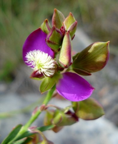 Polygala bracteolata flower