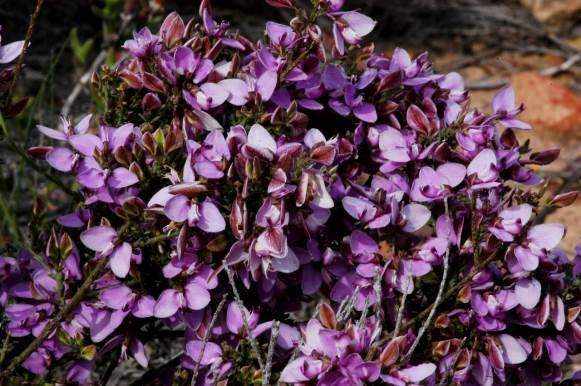 Polygala microlopha var. microlopha