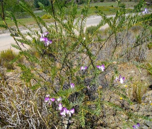 Polygala myrtifolia var. pinifolia 