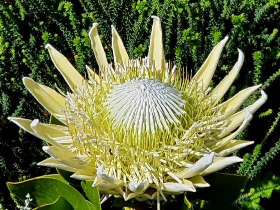Protea cynaroides flowering creamy white