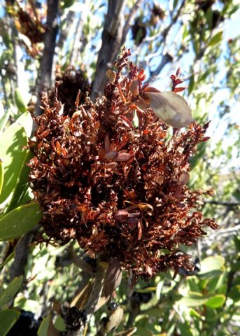 Protea glabra hosting witch's broom