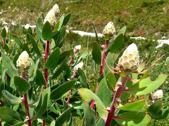 Protea mundii buds