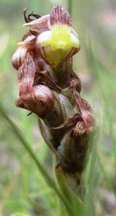 Pterygodium flanaganii inflorescence