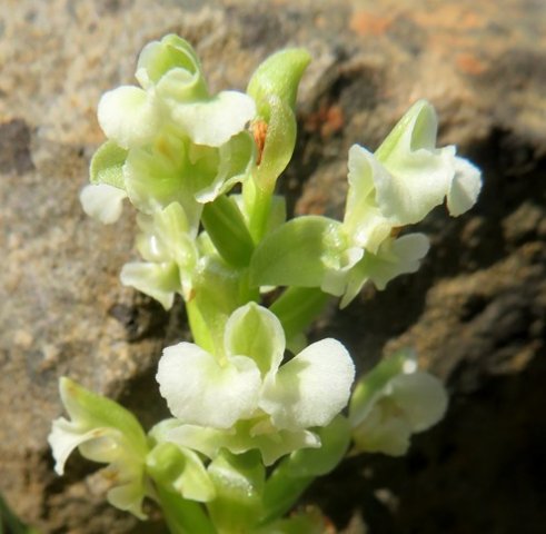 Pterygodium alatum maybe