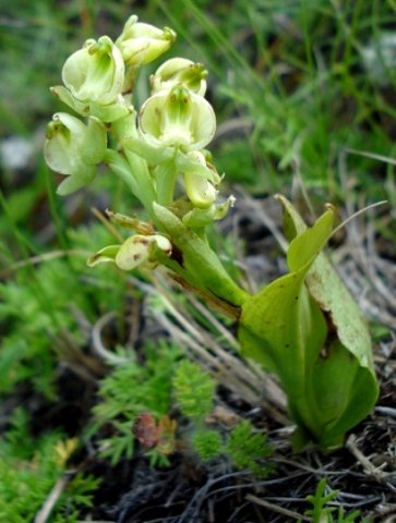 Pterygodium leucanthum