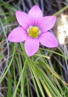Romulea camerooniana