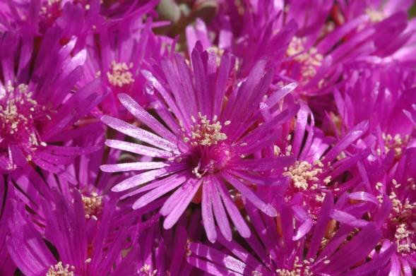 Ruschia pungens flowers