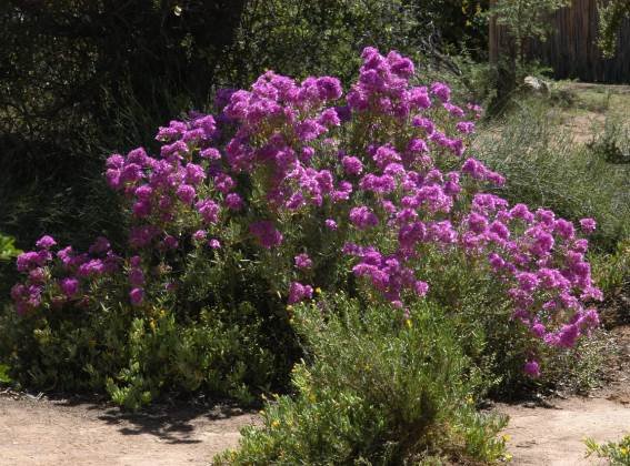 Ruschia pungens colour brushes at all tips