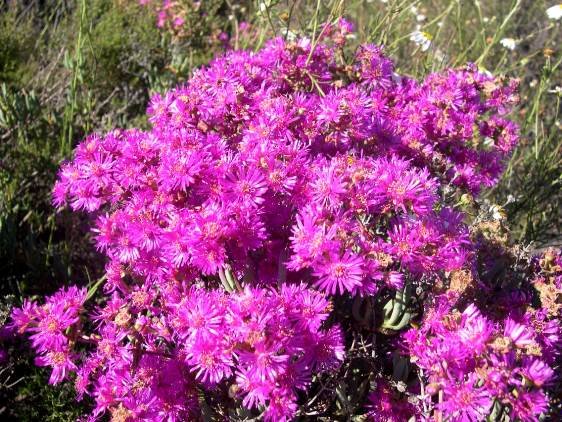 Ruschia pungens in exuberance