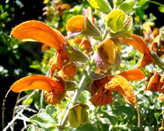 Salvia aurea stem bearing flowers