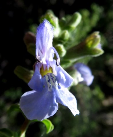 Salvia dentata grabbing the imagination