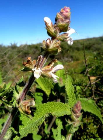 Salvia disermas flower spike