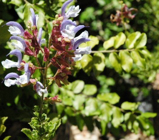 Salvia chamelaeagnea inflorescence
