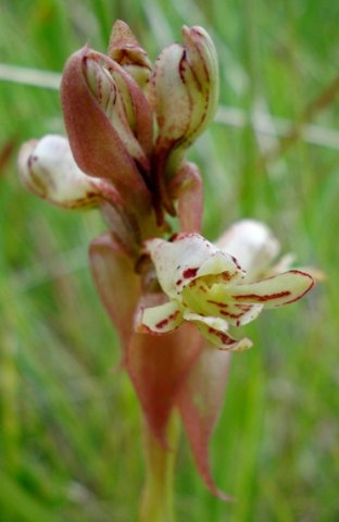 Satyrium cristatum var. longilabiatum bracts