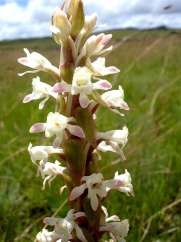 Satyrium longicauda var. longicauda flowers